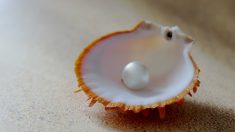 Cliente se sorprende al encontrar perla real en su comida en restaurante de mariscos en New Hampshire