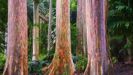 Fotos increíbles revelan árboles de eucalipto arco iris con un arte vivo cuando desprenden su corteza