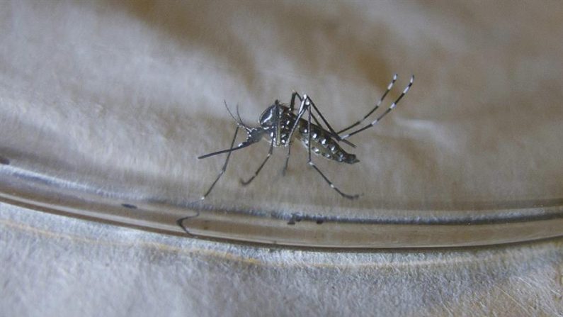 Imagen de un mosquito Aedes aegypti especie que puede transmitir los virus del dengue y chikunguña. EFE/Thais Llorca/Archivo
