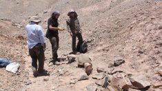 Identifican dos reptiles marinos jurásicos que moraron el desierto de Atacama