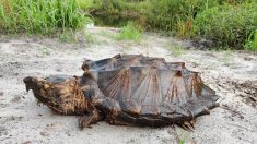 Hallan un macho y dos hembras de una rara especie de tortuga en Florida