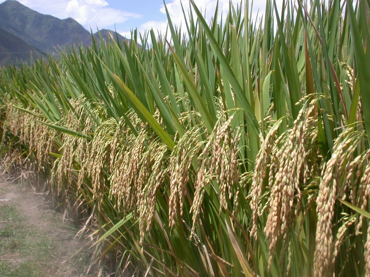 Урожайность азии. Рис растет. Рис растение. Рис злак. Рисовое растение.