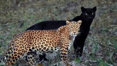 Fotógrafo toma foto única de una pantera negra y un leopardo