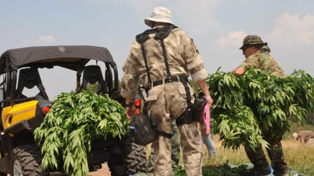 Clasificar a la marihuana igual que al tabaco: un vistazo al caso de Colorado