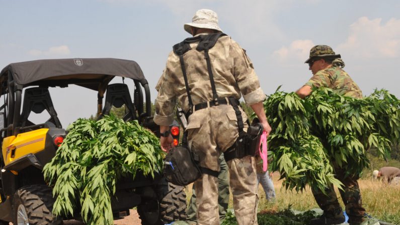 Los agentes incautan entre 7000 a 9000 plantas de marihuana ilegales en el condado de Pueblo, Colorado, el 15 de agosto de 2012. (Sargento Mayor Cheresa D. Theiral)