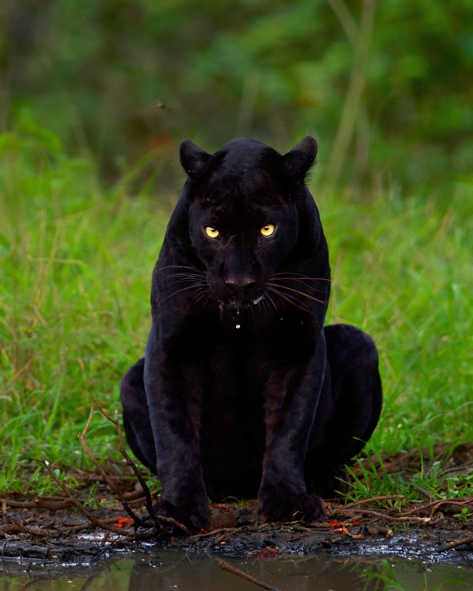 Fotógrafo toma foto única de una pantera negra y un leopardo | The