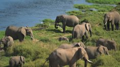 Kenia ‘educa’ cazadores furtivos, duplicando la cantidad de elefantes en las últimas tres décadas