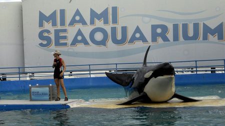 La orca Lolita, medio siglo encerrada en Miami