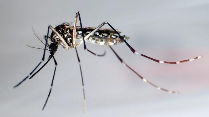Detalle del mosquito "Aedes Aegypti", transmisor del dengue. EFE /Gustavo Amador /Archivo