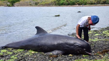 Hallan 18 delfines y marsopas muertos en Mauricio tras derrame de petróleo