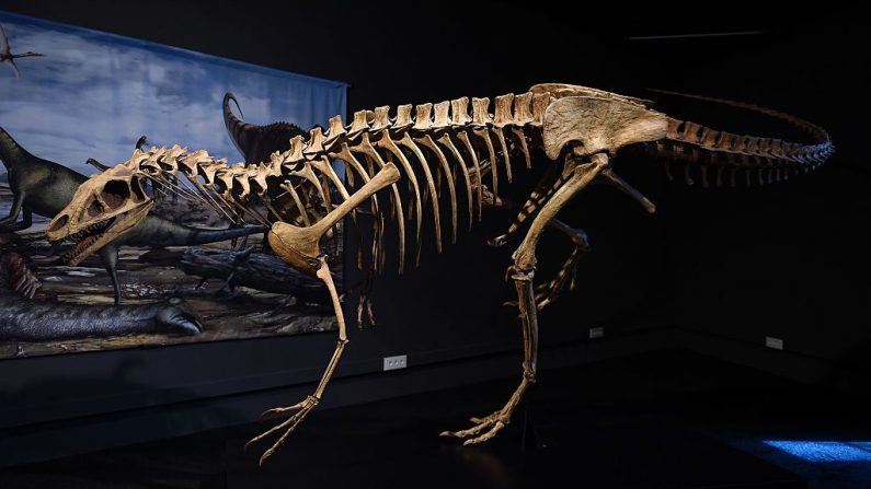 Una réplica del "Corredor del Delta Ágil" se exhibe durante un avance de la exposición temporal "Spinosaurus" en el Museo de Ciencias Naturales de Barcelona (España) el 12 de julio de 2016.
(Foto de JOSEP LAGO/AFP vía Getty Images)