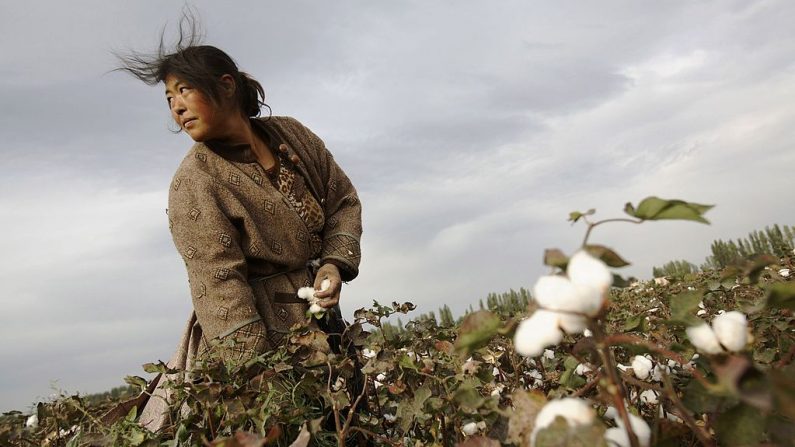 Una agricultora de la provincia de Henan recoge algodón en un campo de algodón el 22 de septiembre de 2007 en Shihezi de la región autónoma de Xinjiang Uigur (China). (China Photos/Getty Images)