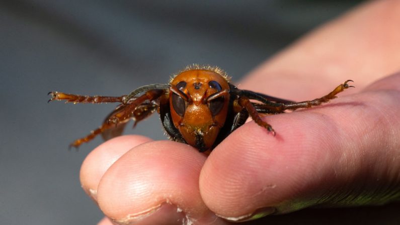 Una muestra de un avispón gigante asiático muerto de Japón, también conocido como avispón asesino, es mostrada por un biólogo especialista en plagas del Departamento de Agricultura del Estado de Washington el 29 de julio de 2020 en Bellingham, Washington. (Karen Ducey/Getty Images)