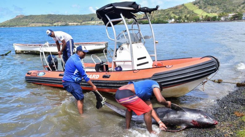 Los hombres recuperan el cadáver de una ballena con cabeza de melón en la playa de Grand Sable, Mauricio, el 26 de agosto de 2020. (Foto de BEEKASH ROOPUN/L'Express Maurice/AFP vía Getty Images)