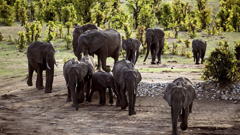 Una manada de elefantes africanos es fotografiada el 17 de noviembre de 2012 en el Parque Nacional de Hwange en Zimbabwe.  (Foto de MARTIN BUREAU/AFP vía Getty Images)