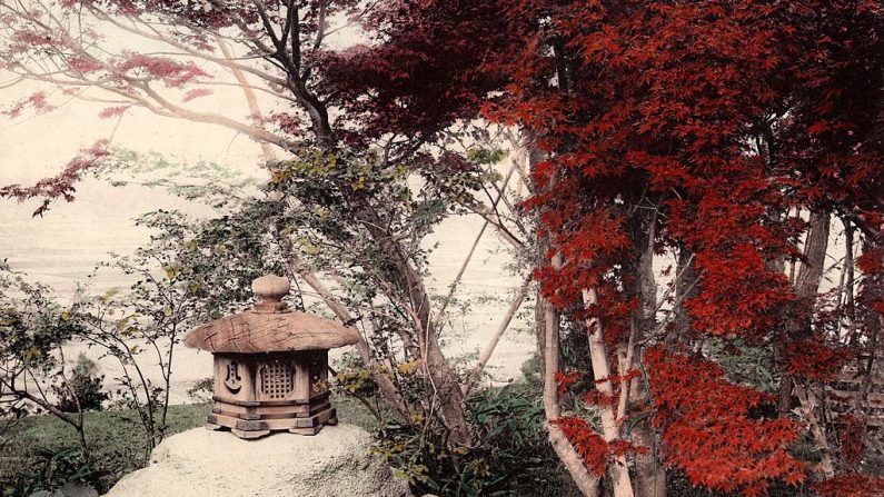 Un arce japonés en colores de otoño.  (Foto de alrededor de 1910, de la Colección Spencer Arnold/Archivo de Hulton/Getty Images)