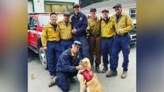 Golden retriever difunde cariño y apoyo a bomberos que luchan contra el fuego en Woodward, California