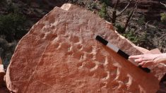 Huellas fósiles de 313 millones de  años son las más antiguas halladas en el Gran Cañón