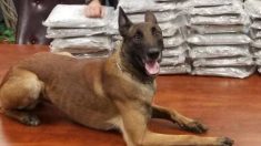 Apex, el perro policía K9, atrapa a 4 traficantes de drogas y ladrones de coches en solo 30 días