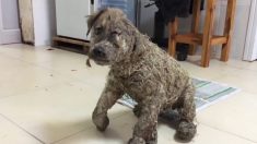 Cachorro paralizado con pegamento es adoptado por una «familia increíble» después de su rescate