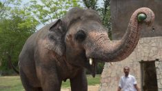 «Elefante más solitario del mundo» encadenado durante 35 años finalmente llega a su nuevo hogar