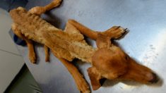 «Indiscutible descuido»: Rescatan docenas de perros gravemente desnutridos en una granja de España