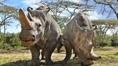 Obtienen 10 óvulos adicionales de los dos últimos rinocerontes blancos del norte que quedan en el mundo