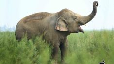 Una elefanta obesa, que mendigaba, celebra su séptimo año de salud y libertad después de su rescate