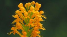 Científicos redescubren orquídea amarilla-naranja escondida durante 19 años
