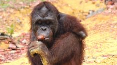 Orangután que pierde sus brazos tratando de huir de cautiverio tiene un inspirador progreso en Santuario