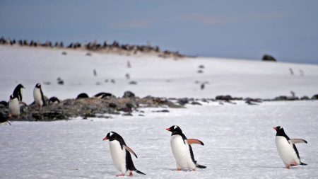 Los pingüinos se originaron en Australia y Nueva Zelanda, no en la Antártida, según un nuevo estudio