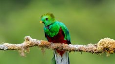 Conoce al espléndido Quetzal Resplandeciente, uno de los pájaros más hermosos del mundo