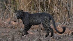 Foto única muestra a un raro leopardo negro mirando fijamente a un fotógrafo en un safari en la India