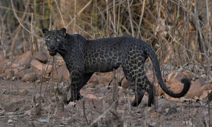 Increíble leopardo fotografiado en India. (Caters News)
