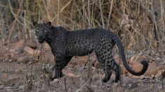 Foto única muestra a un Leopardo Negro mirando fijamente al fotógrafo en safari en India