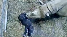 Nace rinoceronte negro del este en zoológico de Cincinnati, las imágenes son adorables