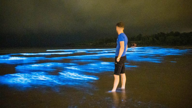 Maravillosa bioluminiscencia ilumina las olas en una playa de Irlanda. (Cortesía de Joleen Cronin)
