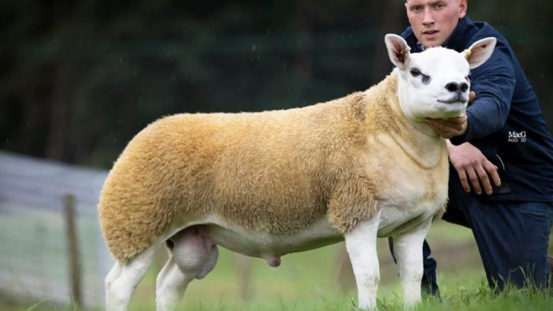 Una oveja vendida por unos 490,000 dólares en una subasta en Escocia. (Cortesía de Catherine MacGregor/Sociedad Oveja de Texel)