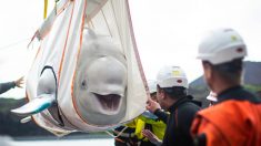 Finalmente regresan al mar dos belugas después de un viaje épico de años de cautiverio