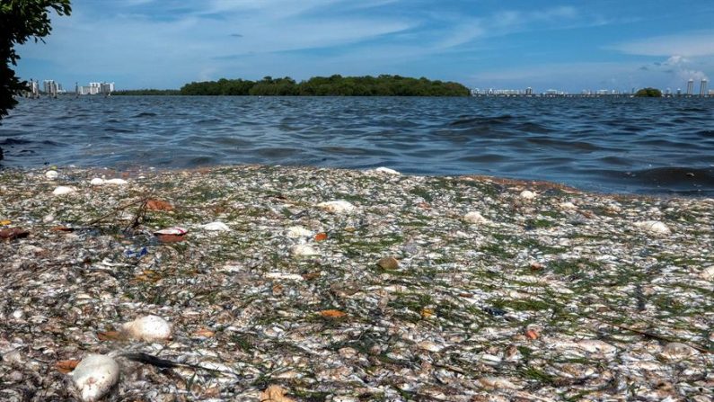 En la imagen, miles de peces muertos se ven en la costa de Bahía Vizcaína (Biscayne Bay), el pasado 11 de agosto del 2020, en Miami, Florida. EFE/EPA/CRISTOBAL HERRERA-ULASHKEVICH
