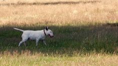 Bull terrier recibe un disparo protegiendo a su dueño de ladrones, sobrevive y gana premio de héroe animal