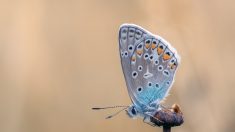 Rara mariposa azul que estaba extinta fue reintroducida con éxito en Reino Unido