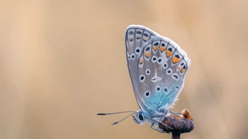 Mariposa azul. (Gabriela_Piwowarska/Pixabay)