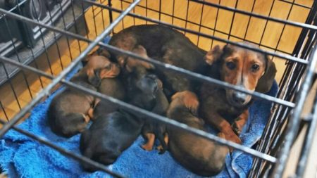 Policía incauta 32 perros robados por valor estimado de USD 140,000 en una casa en Irlanda