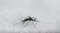 Aprueban liberación de 750 millones de mosquitos genéticamente modificados en los Cayos de Florida