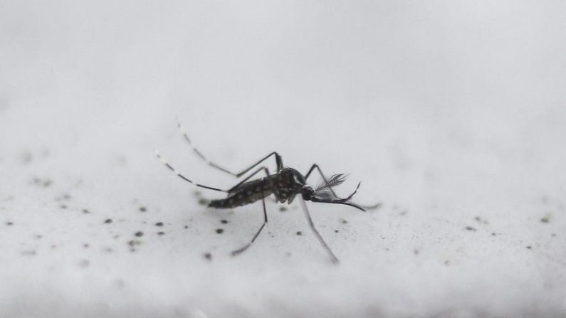 Mosquito transgénico Aedes aegypti OX513A, creado por Oxitec, en Piracicaba, Sao Paulo, Brasil, el 26 de octubre de 2016. (Miguel Schincariol/AFP vía Getty Images)