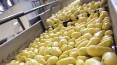 La FDA retira papas, limones, limas y naranjas debido a posible contaminación por listeria