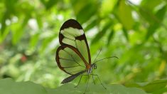 Mariposas de cristal: hermosas criaturas que impresionan con sus alas increíblemente transparentes