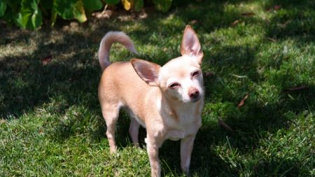 «Cachorra milagrosa» ayuda a salvar la vida de un veterano de la Marina que sufrió derrame cerebral