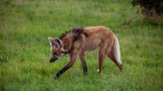 Animal que parece «lobo, perro y ciervo» tiene al mundo rascándose la cabeza: ¿qué es en realidad?